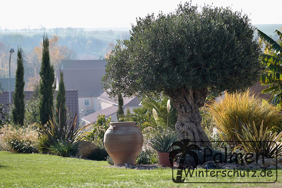 alter groer Olivenbaum Olea europea mit Toskana Zypresse Cupressus sempervirens ausgepflanzt im Garten mit .jpg